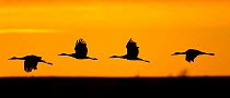 Sandhill Cranes (Grus canadensis) in flight silhouetted at dawn. Bosque del Apache, New Mexico, USA, November.