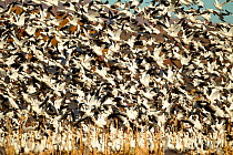 Flock of Snow Geese (Chen caerulescens) in flight. Bosque del Apache, New Mexico, USA, November.