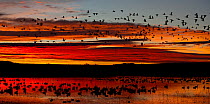 Snow Geese (Chen caerulescens) in flight, silhouetted against dawn light. Bosque del Apache, New Mexico, USA, November.