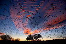 Snow Geese (Chen caerulescens) in flight, silhouetted against colourful dusk sky. Bosque del Apache, New Mexico, USA, November.