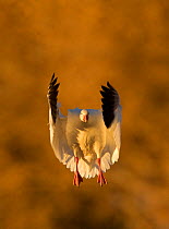 Snow Goose (Chen caerulescens), coming in to land. Bosque del Apache, New Mexico, USA, November.