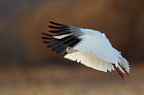 Snow Goose (Chen caerulescens), coming in to land. Bosque del Apache, New Mexico, USA, November.