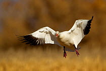 Snow Goose (Chen caerulescens) coming in to land. Bosque del Apache, New Mexico, USA, November.
