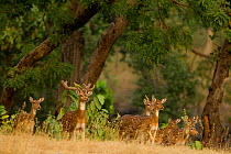 Herd of Spotted Deer (Axis axis). Bandhavgarh, India, November.