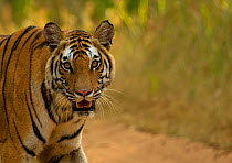 Tiger (Panthera tigris tigris) female portrait. Endangered. Bandhavgarh, India, November.