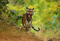 Tiger (Panthera tigris tigris), female performing the Flehman response, tasting the air for mates or rivals. Endangered. Bandhavgarh, India, November.