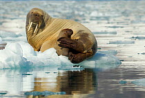Walrus (Odobenus rosmarus) and young calf resting on ice. Svalbard, Norway, July.