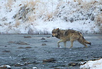 Wolf (Canis lupus) crossing a river. Yellowstone, USA, February.
