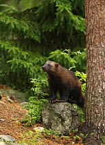 Wolverine (Gulo gulo) in woodland. Finland, July.