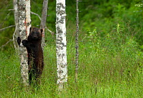 Wolverine (Gulo gulo) climbing tree. Finland, July.
