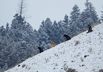 Wolves (Canis lupus) sitting on a hillside in snow. Yellowstone, USA, February.