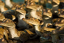Spectacled Caimans (Caiman crocodilus) at a Caiman farm, Venezuela.