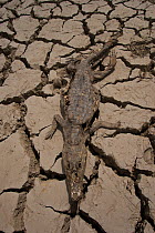 Spectacled Caiman (Caiman crocodilus) dead on dry lake bed on wetlands which dry up every year, Hato el Cedral, Los Llanos Apure State in Venezuela.