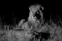 Male Marsh pride lion (Panthera leo) with lioness on a moonless night, Masai Mara, Kenya. Taken with infra red camera.