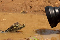 Spectacled Caiman (Caiman crocodilus) juvenile being filmed with an innovision scope, in Hato el Cedral, Los Llanos Apure State in Venezuela.