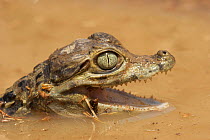 Spectacled Caiman (Caiman crocodilus) juvenile in pool in Hato el Cedral, Los Llanos Apure State in Venezuela.