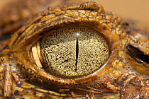 Spectacled Caiman eye (Caiman crocodilus) juvenile in Hato el Cedral, Los Llanos Apure State in Venezuela.