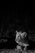 Marsh pride lion cub (Panthera leo) on a moonless night, Masai Mara, Kenya. Taken with infra red camera, September