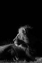 Male Marsh pride lion, (Panthera leo) portrait at night, Masai Mara, Kenya, taken with infra-red camera, September