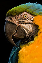 Blue-and-Yellow / Blue and gold Macaw (Ara ararauna) close-up, Venezuela, South America.