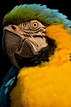 Blue-and-Yellow Macaw (Ara ararauna) close-up, Venezuela, South America.