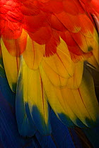 Scarlet Macaw (Ara macao) feathers close-up. Captive, Brazil, South America.