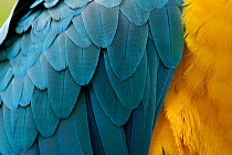 Blue-and-Yellow Macaw (Ara ararauna) close up of feathers. Captive, Brazil, South America.