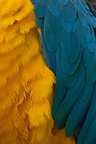 Blue-and-Yellow Macaw (Ara ararauna) captive, Brazil, South America.