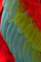 Red-and-green / Green winged (Ara chloropterus) close-up of feathers, captive, Brazil