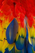 Scarlet Macaw (Ara macao) close-up of feathers. Captive, Brazil, South America.
