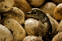 Broad snouted caiman (Caiman latirostris) hatching from egg in nest, Sante Fe, Argentina, February