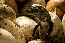 Broad snouted caiman (Caiman latirostris) hatching from egg in nest, Sante Fe, Argentina, February