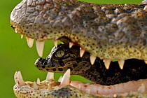 Broad snouted caiman (Caiman latirostris) baby in mothers mouth being carried from the nest, Sante Fe, Argentina, February