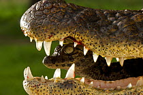 Broad snouted caiman (Caiman latirostris) baby in mothers mouth being carried from nest, Sante Fe, Argentina, February