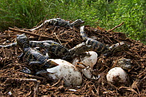 Broad snouted caiman (Caiman latirostris) young emerging from the nest, Sante Fe, Argentina