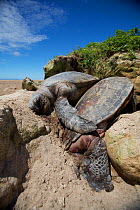 Green Sea Turtle (Chelonia mydas) Dead while trying to return to the water after egg laying, Raine Island, Great Barrier Reef, Australia. There are Coral walls on the island that when the turtles head...
