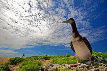 Brown booby (Sula leucogaster) the island is a Bird and Turtle nesting ground, Rain Island, National Park, Great Barrier Reef, Australia.