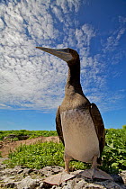 Brown booby (Sula leucogaster) Raine Island National Park, Great Barrier Reef, Australia.