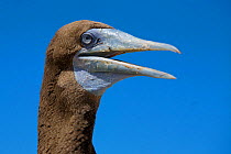 Brown booby (Sula leucogaster) Raine Island National Park, Great Barrier Reef, Australia.