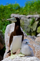 Brown booby (Sula leucogaster) Adult and chick, Raine Island National Park, Great Barrier Reef, Australia.
