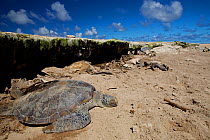 Green Sea Turtle (Chelonia mydas) Dead while trying to return to the sea after egg laying, Raine Island, Great Barrier Reef, Australia. There are Coral walls on the island that when the turtles head b...