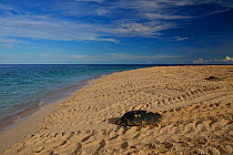 Green Sea Turtle (Chelonia mydas) returning to the sea after egg laying, With the prints of thousands of other turtles in the sand, Raine Island, Great Barrier Reef, Australia. Raine Island is the la...