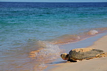 Green Sea Turtle (Chelonia mydas) returning to the sea after egg laying, Raine Island, Great Barrier Reef, Australia. Raine Island is the largest and most important green sea turtle nesting area in t...