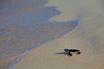 Green Sea Turtle (Chelonia mydas) Hatchling, returning to sea after, Raine Island, Australia.  Raine Island is the largest and most important green sea turtle nesting area in the world, with over 14,...