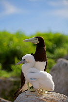 Brown booby (Sula leucogaster) adult and chick, Raine Island National Park, Great Barrier Reef, Australia.