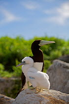 Brown booby (Sula leucogaster) adult and chick, Raine Island National Park, Great Barrier Reef, Australia.