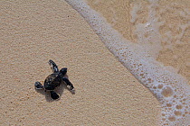 Green Sea Turtle (Chelonia mydas) hatchling, heading out to sea, Raine Island, Great Barrier Reef, Australia. Raine Island is the largest and most important green sea turtle nesting area in the world,...