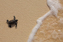 Green Sea Turtle (Chelonia mydas) hatchling, heading out to sea, Raine Island, Great Barrier Reef, Australia. Raine Island is the largest and most important green sea turtle nesting area in the world,...