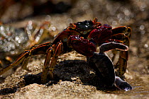Sally Lightfoot Crab (Grapsus grapsus) predating  Green Turtle hatchling, Raine Island, Great Barrier Reef, Australia.