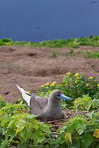 Red-footed Booby (Sula sula) nesting on Raine Island National Park, Great Barrier Reef, Australia.